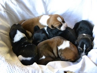 Vrh Ch / Litter Ch