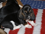 Vrh Ch / Litter Ch