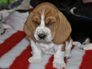Vrh Ch / Litter Ch