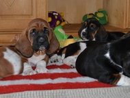 Vrh Ch / Litter Ch