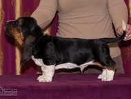 Vrh CH / Litter CH