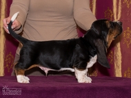 Vrh CH / Litter CH