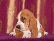 Vrh CH / Litter CH