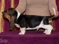 Vrh CH / Litter CH