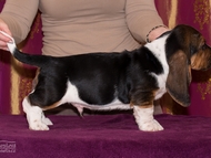 Vrh CH / Litter CH
