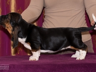 Vrh CH / Litter CH