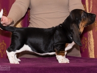 Vrh CH / Litter CH