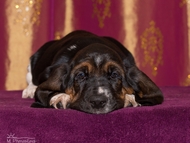 Vrh CH / Litter CH