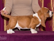 Vrh CH / Litter CH