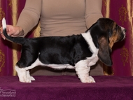 Vrh CH / Litter CH