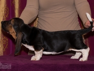 Vrh CH / Litter CH