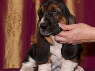 Vrh CH / Litter CH