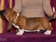 Vrh CH / Litter CH