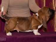 Vrh CH / Litter CH