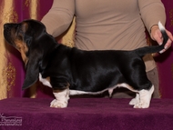 Vrh CH / Litter CH