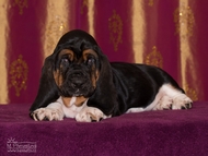 Vrh CH / Litter CH