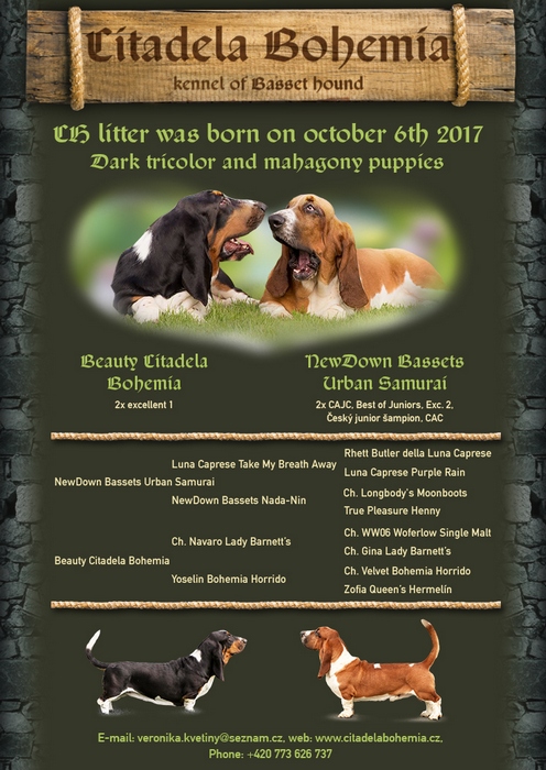Vrh Ch / Litter Ch
