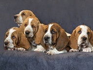Vrh D / Litter D