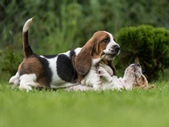 Vrh D / Litter D