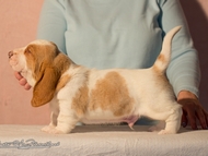 Vrh M / Litter M