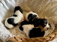 Vrh Q / Litter Q