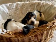 Vrh Q / Litter Q