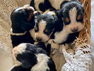 Vrh Q / Litter Q