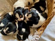 Vrh Q / Litter Q