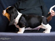 Vrh Q / Litter Q