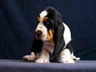 Vrh Q / Litter Q