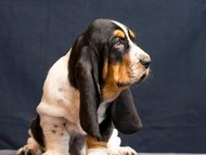 Vrh Q / Litter Q